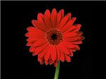 Salsa Asteraceae