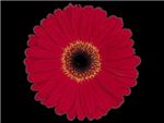Shania Asteraceae