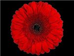 Stanza Asteraceae