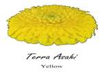 Terra Asahi Asteraceae