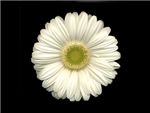 White Asteraceae