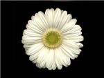 White Asteraceae