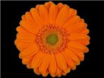 Wiki Asteraceae