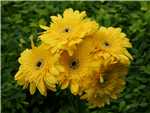 Yellow Asteraceae