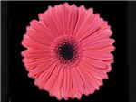 Zsa Zsa Asteraceae