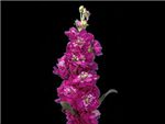 Fuchsia Brassicaceae