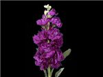 Royal Purple Brassicaceae