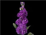 Violet Brassicaceae