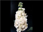 White Brassicaceae