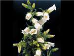 Canterbury White Campanulaceae