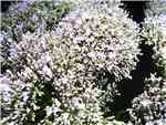 Violet Campanulaceae