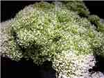 White Campanulaceae
