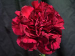 Africa Carnation