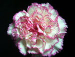 Bright Rendez Vous Carnation