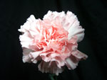 Deneuve Carnation