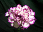 Express Carnation