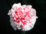 Riffifi Carnation