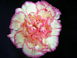 Tundra Carnation