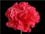 Bizet Caryophyllaceae