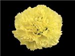 Designe Caryophyllaceae