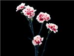 Elegance Caryophyllaceae