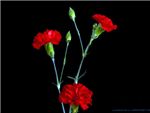 Kiss Caryophyllaceae