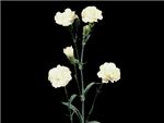 White Princessa HFC Caryophyllaceae