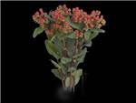 Hypericum Wild Romance