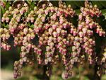 Mountain Fire Ericaceae