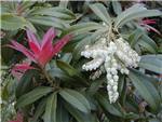 Wakehurst Ericaceae