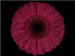 Lieke Gerbera