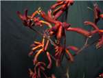 Ruby Haemodoraceae