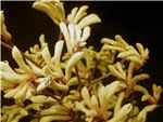 Yellow Haemodoraceae