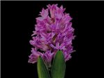 Anna Liza Hyacinthaceae