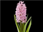 Anne Marie Hyacinthaceae