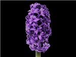 Atlantic Hyacinthaceae