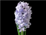 Blue Giant Hyacinthaceae