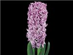 Splendid Cornelia Hyacinthaceae
