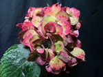 Burgundy Antique Hydrangea