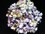 Antique Blue / Green Hydrangea
