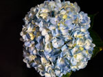 Large Blue Hydrangea