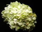 Large Lime Green Hydrangea