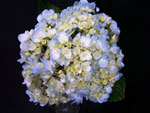 Medium Blue Hydrangea