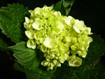 Medium Green Hydrangea