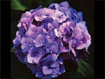 Large Purple Hydrangea