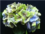 Antique Blue Green Hydrangeaceae