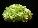 Antique Pink Green Hydrangeaceae