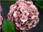 Antique Pink Hydrangeaceae