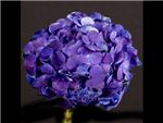 Dark Purple Hydrangeaceae