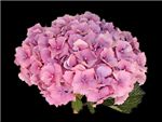 Kuhnert Lt. Pink Hydrangeaceae